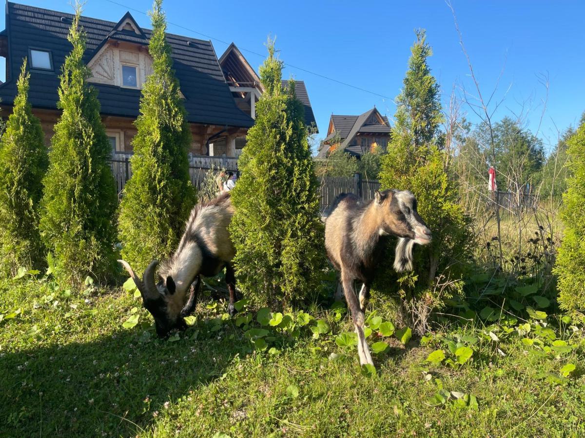 Aspen Ski Szymaszkowa Zakopane Exteriör bild